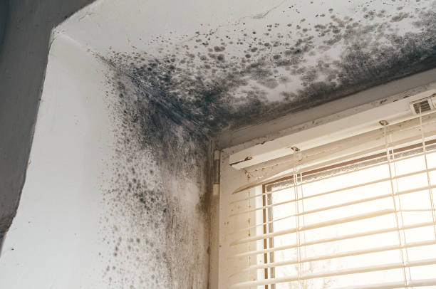 Affordable Crawl Space Mold Removal solutions in Pflugerville, TX